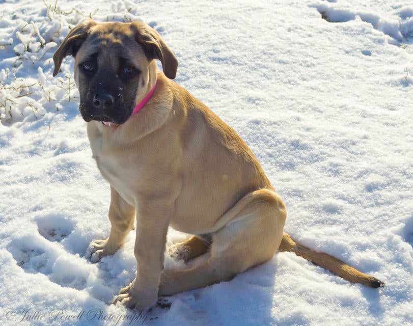 English Mastiff Dog Images