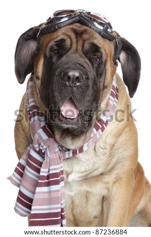 English Mastiff Dog Images