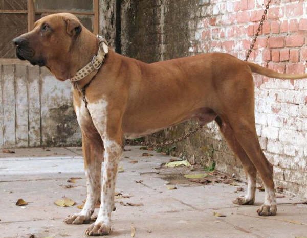 English Mastiff Dog In India