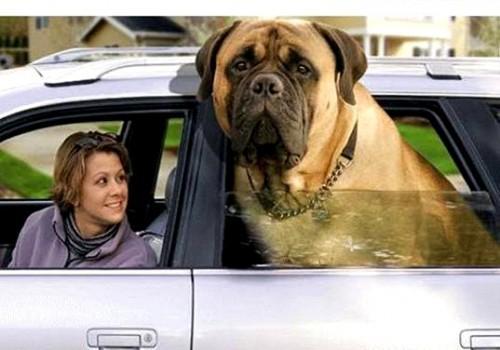 English Mastiff Dog In India