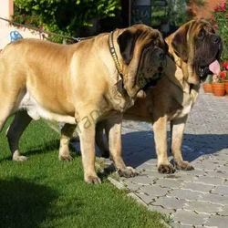 English Mastiff Dog In India