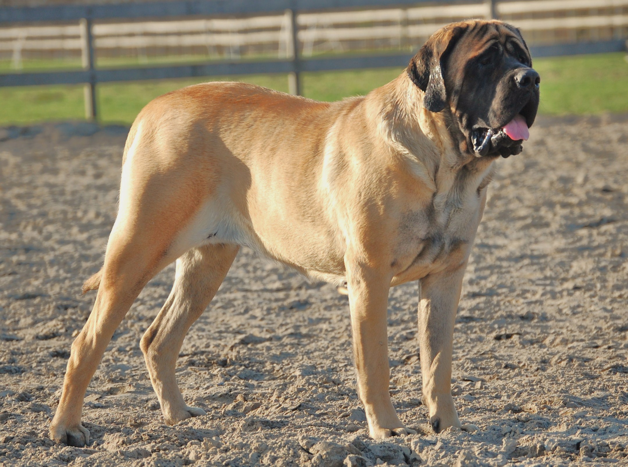 English Mastiff Dog Photos