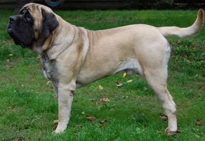 English Mastiff Dog Photos