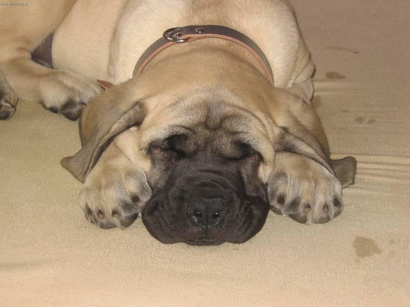 English Mastiff Dog Photos