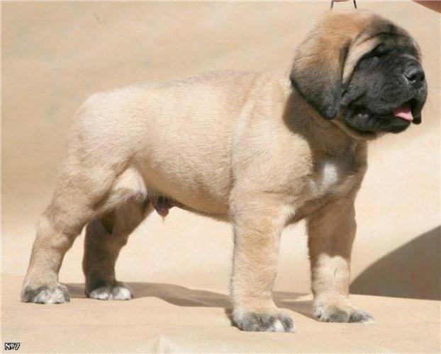 English Mastiff Dog Price In India