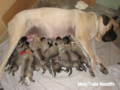 English Mastiff Dogs For Sale