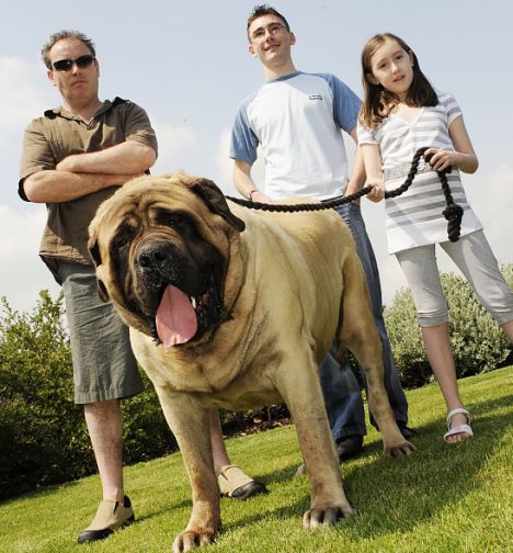 English Mastiff Full Grown