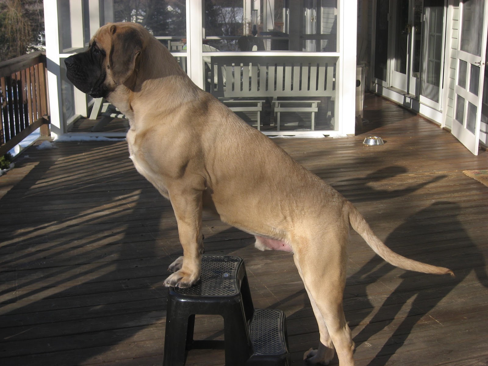 English Mastiff Full Grown