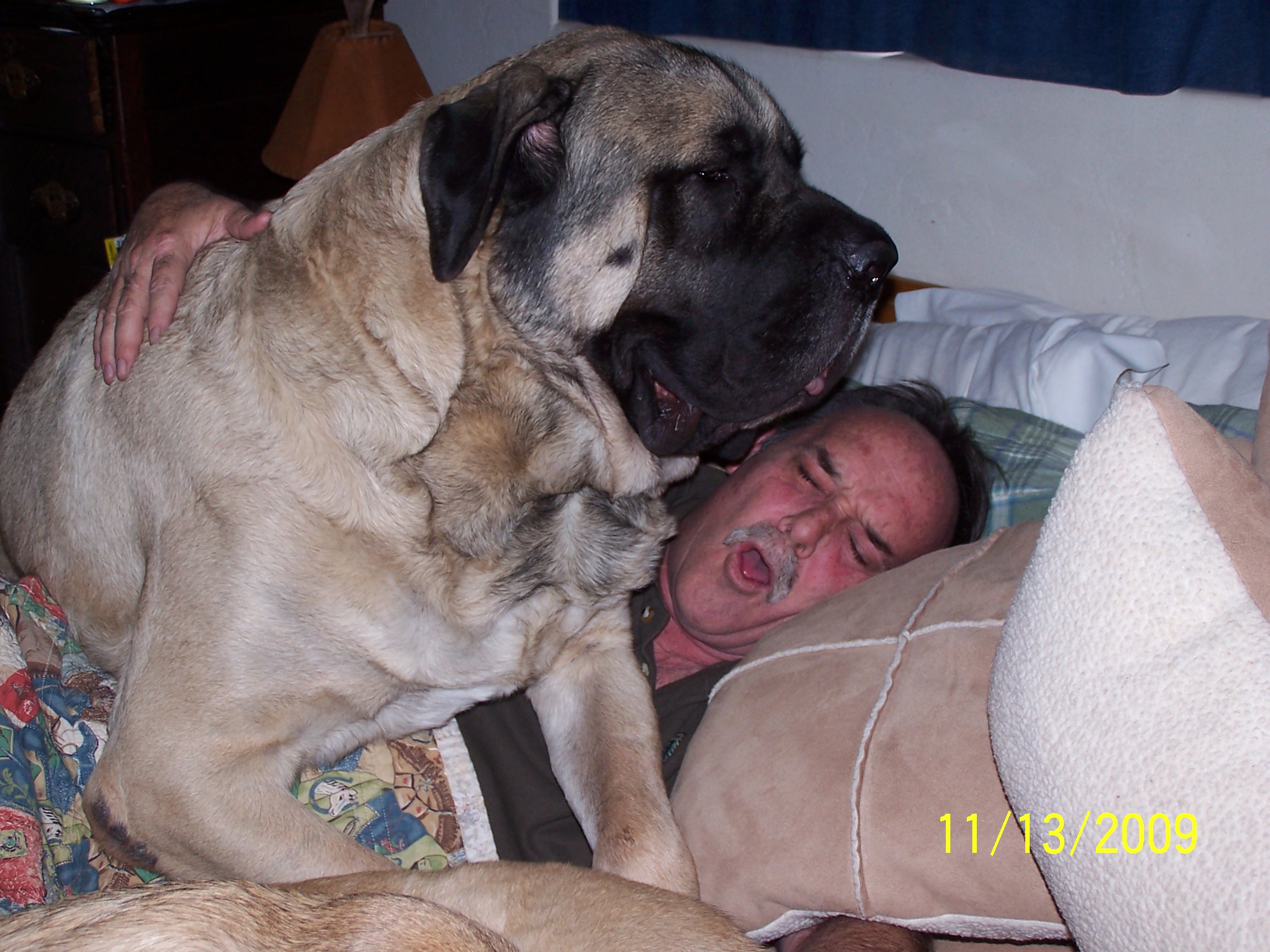 English Mastiff Full Grown