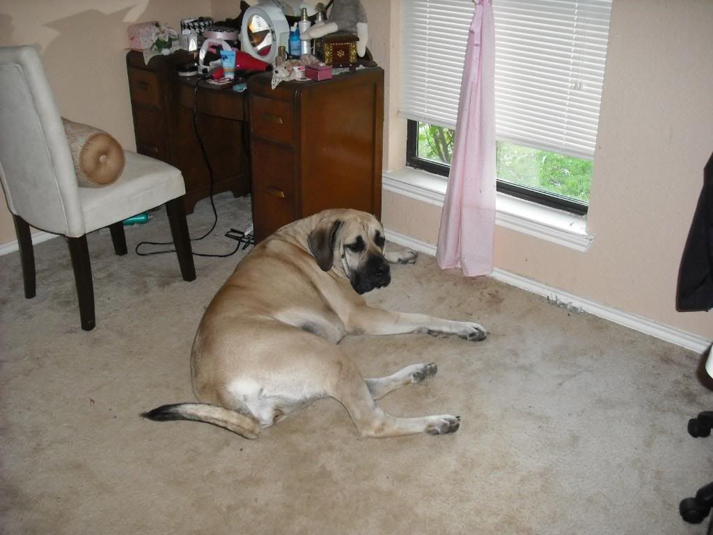 English Mastiff Full Grown Weight