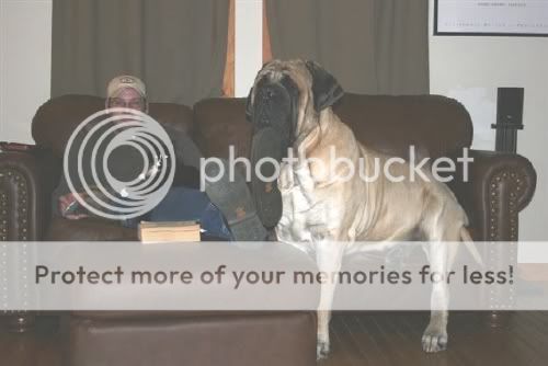 English Mastiff Full Grown Weight