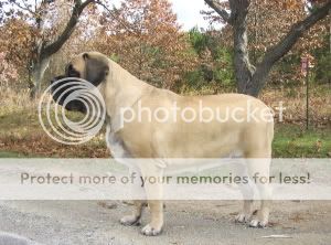 English Mastiff Full Grown Weight