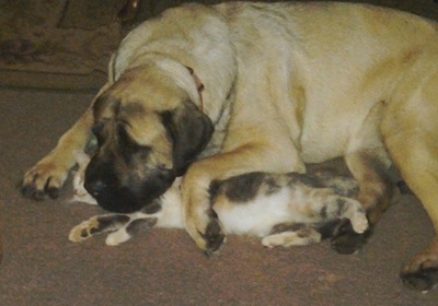 English Mastiff Full Grown Weight