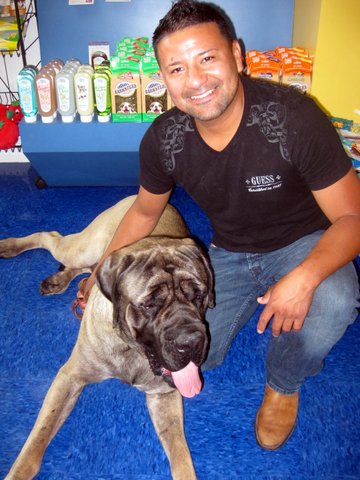 English Mastiff Full Grown Weight