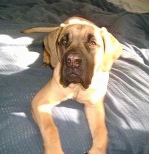 English Mastiff Full Grown Weight