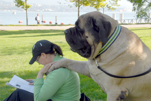 English Mastiff Full Grown Weight