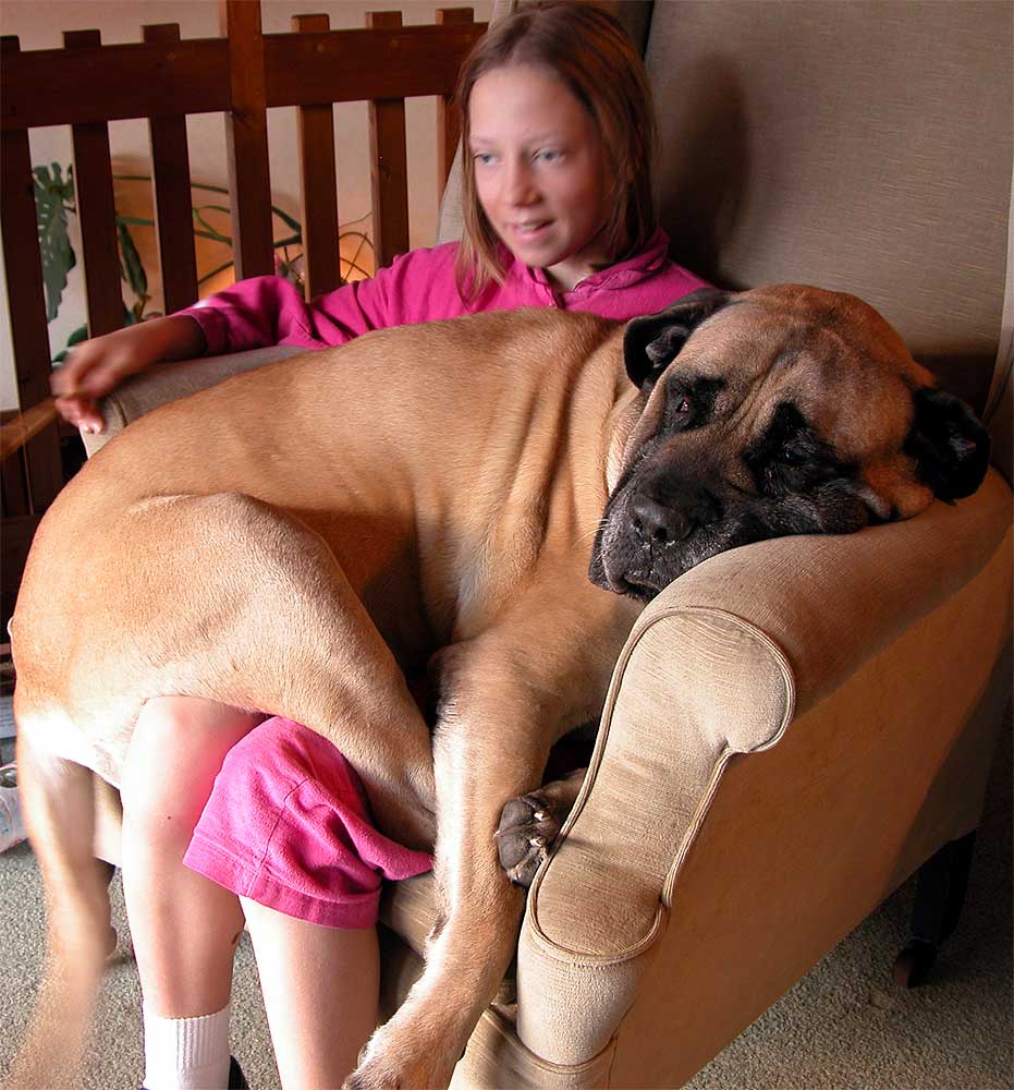 English Mastiff Price In India