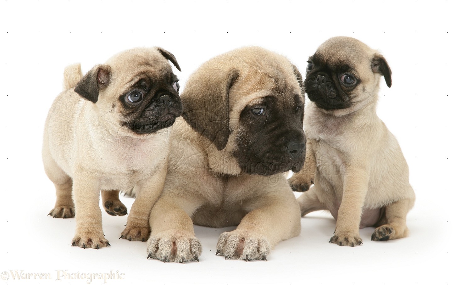 English Mastiff Puppies