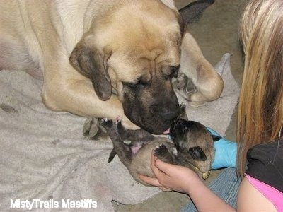 English Mastiff Puppies