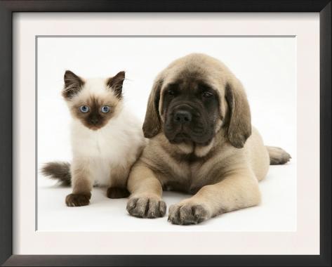 English Mastiff Puppies