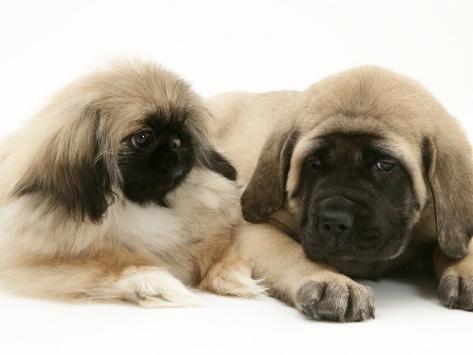 English Mastiff Puppies