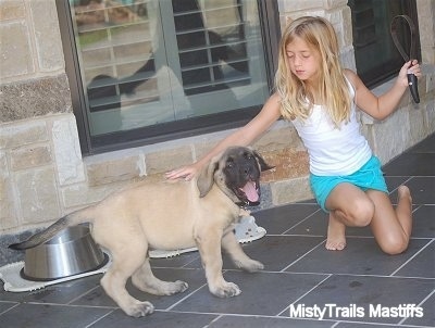 English Mastiff Puppies