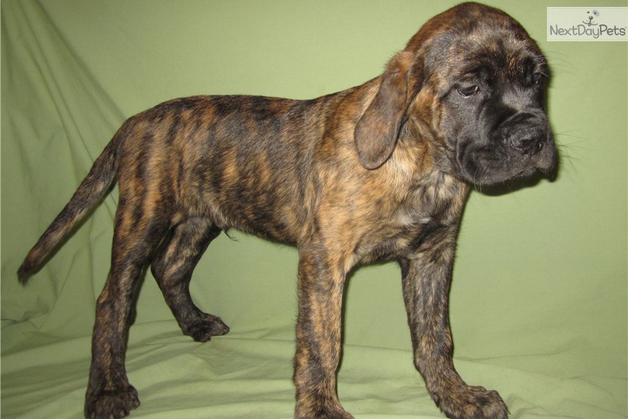 English Mastiff Puppies