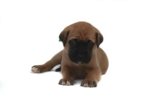 English Mastiff Puppies For Sale California