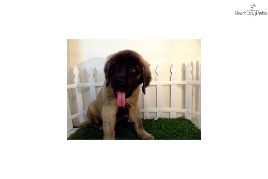 English Mastiff Puppies For Sale California