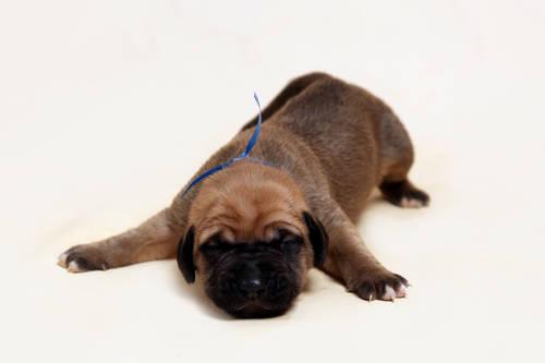 English Mastiff Puppies For Sale California