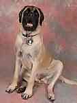 English Mastiff Puppies For Sale In Indiana