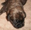 English Mastiff Puppies For Sale In Indiana