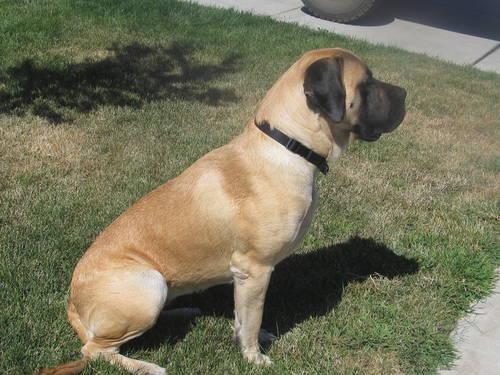 English Mastiff Puppies For Sale In Nc