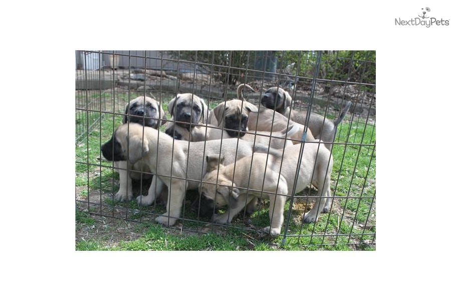 English Mastiff Puppies For Sale In Pa