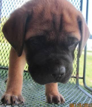 English Mastiff Puppies Indiana