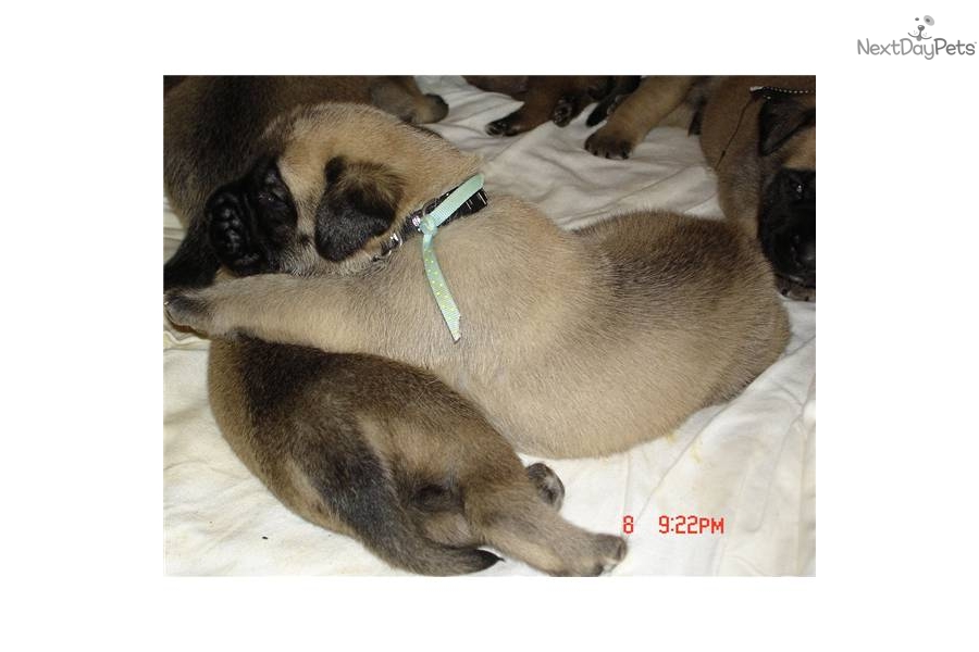 English Mastiff Puppies Indiana