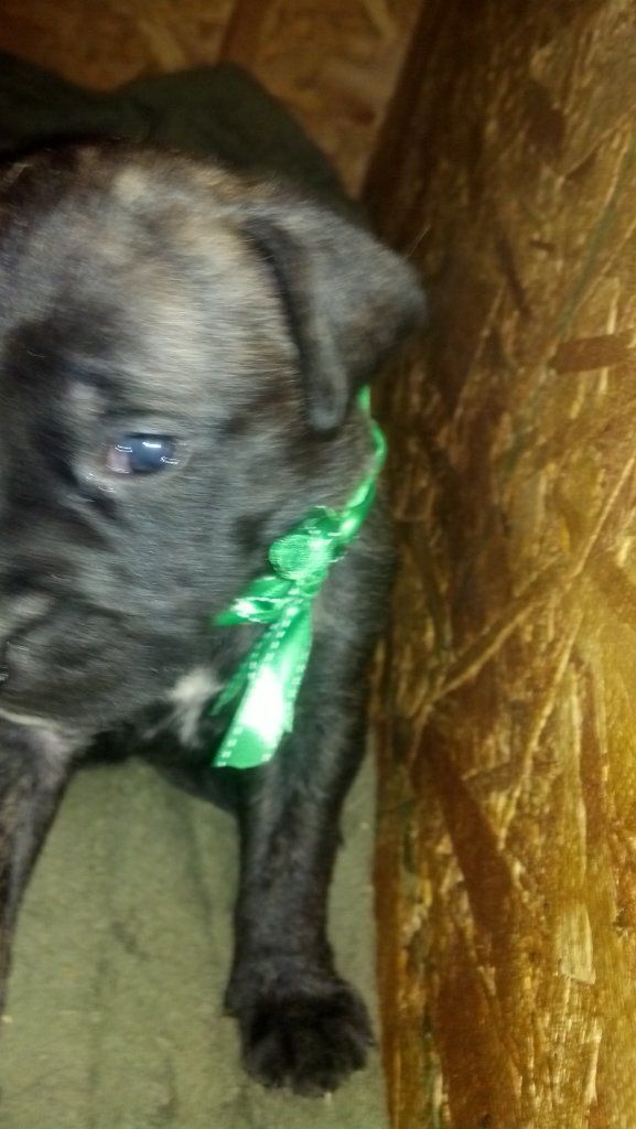 English Mastiff Puppies Ohio