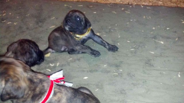 English Mastiff Puppies Ohio