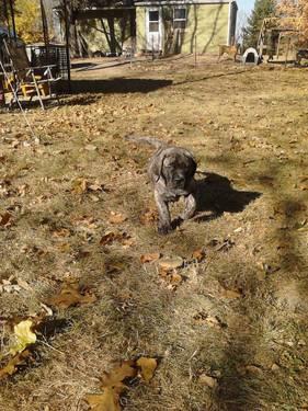 English Mastiff Puppies Ohio