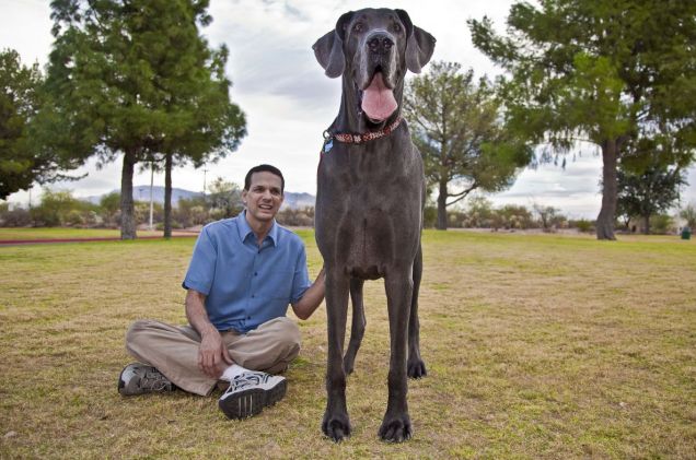 English Mastiff Zorba