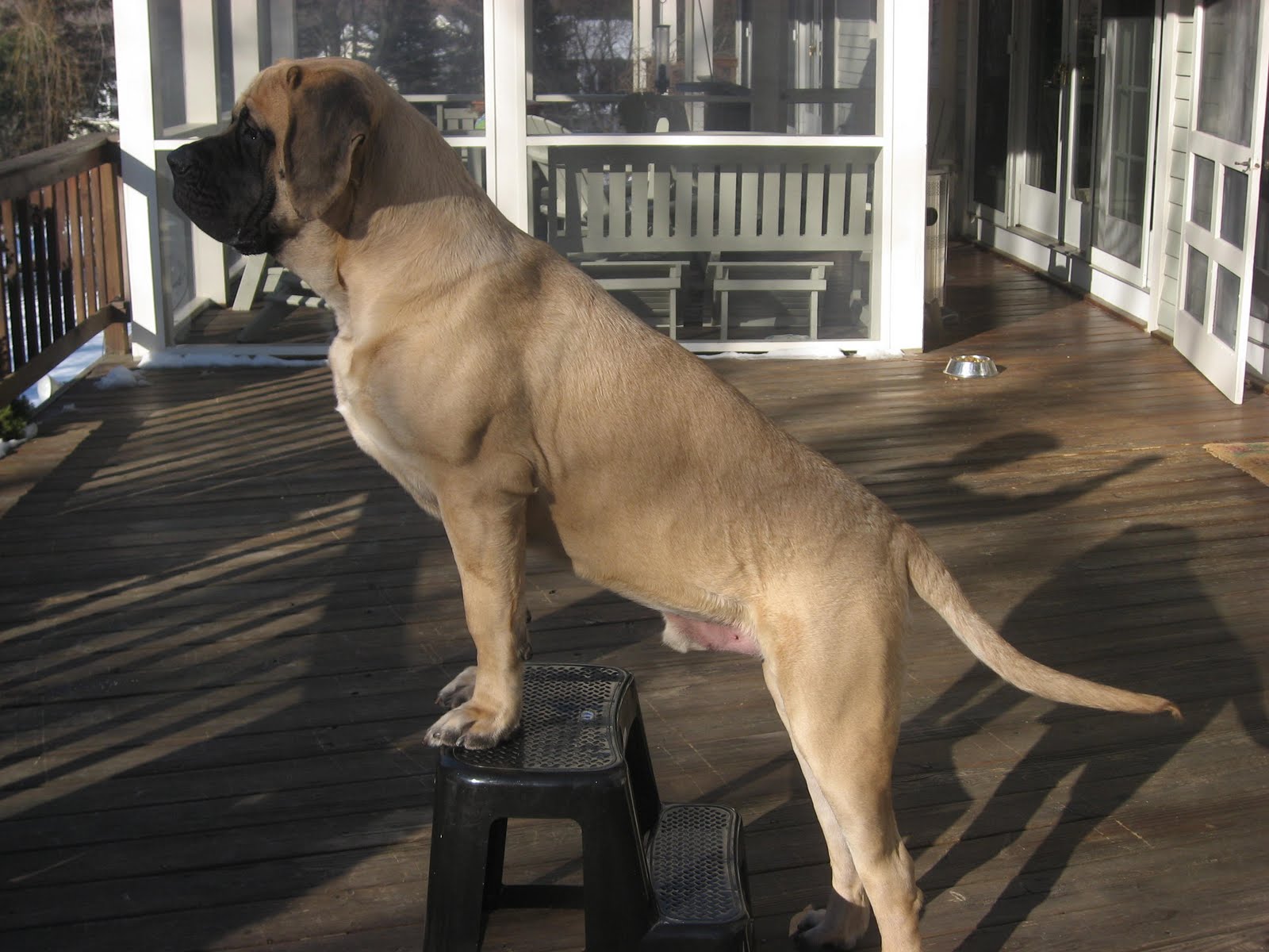 English Mastiff Zorba