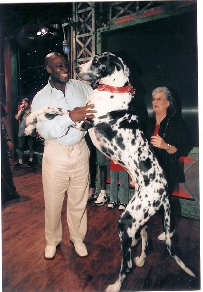 English Mastiff Zorba