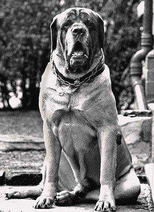 English Mastiff Zorba