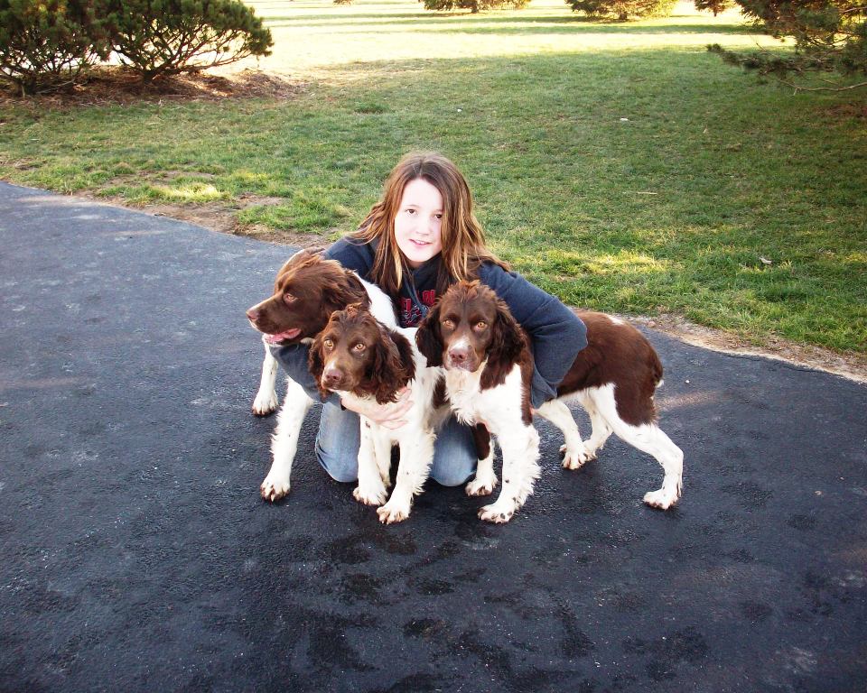 English Springer Spaniel