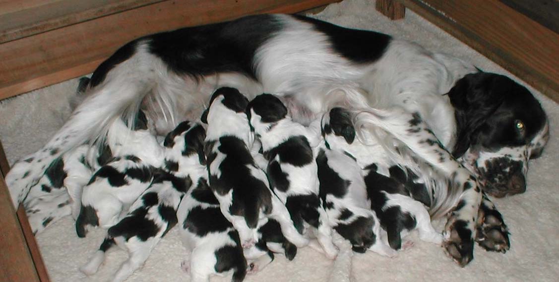 English Springer Spaniel Black And White