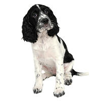 English Springer Spaniel Black And White