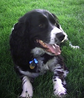 English Springer Spaniel Black And White