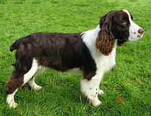 English Springer Spaniel Black And White