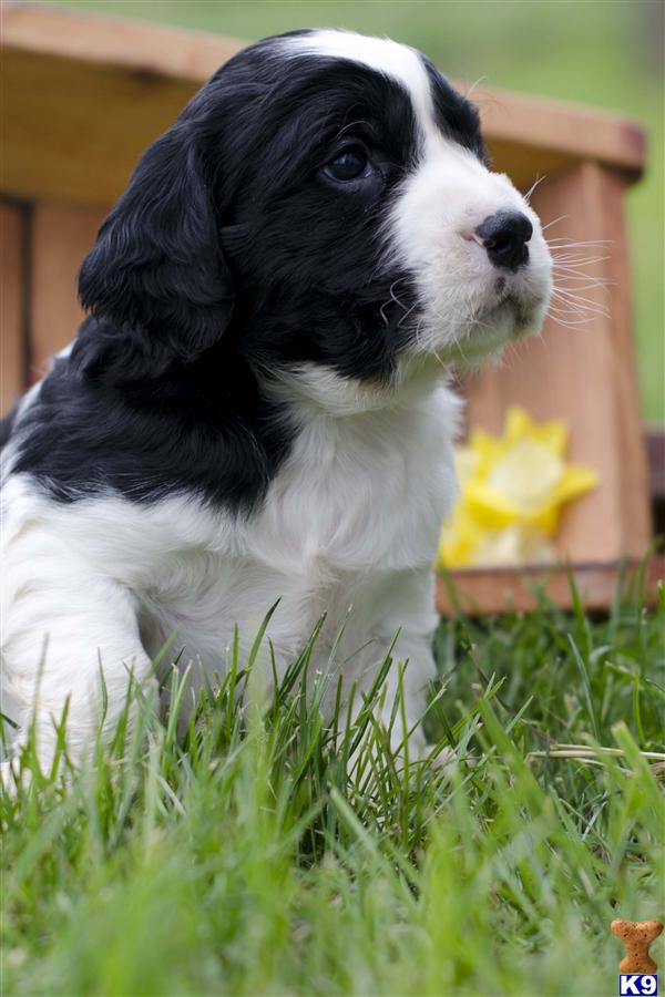 English Springer Spaniel Black And White