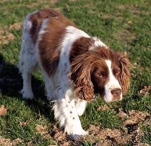 English Springer Spaniel Dogs 101